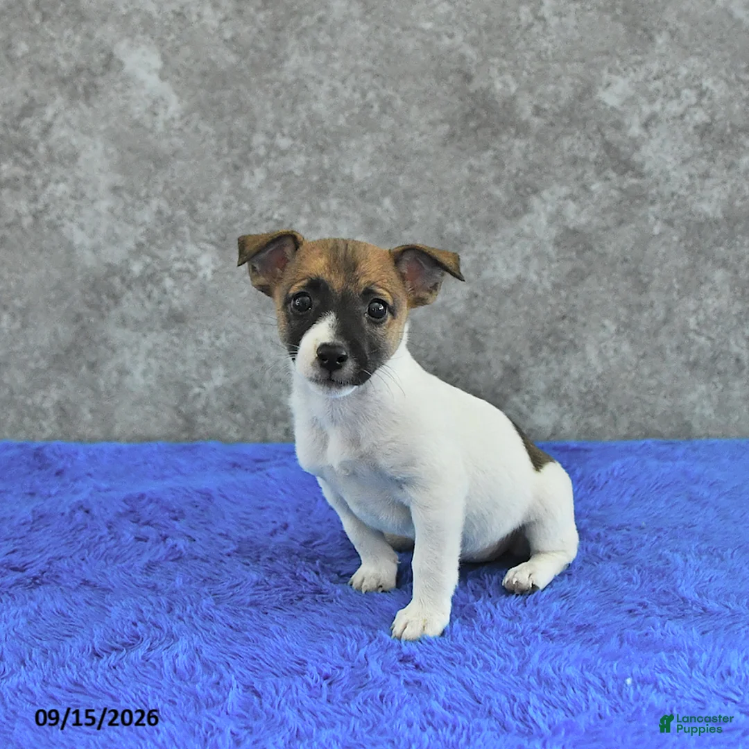 Jack Russell Terrier dogs for sale: Lola - Ad 2