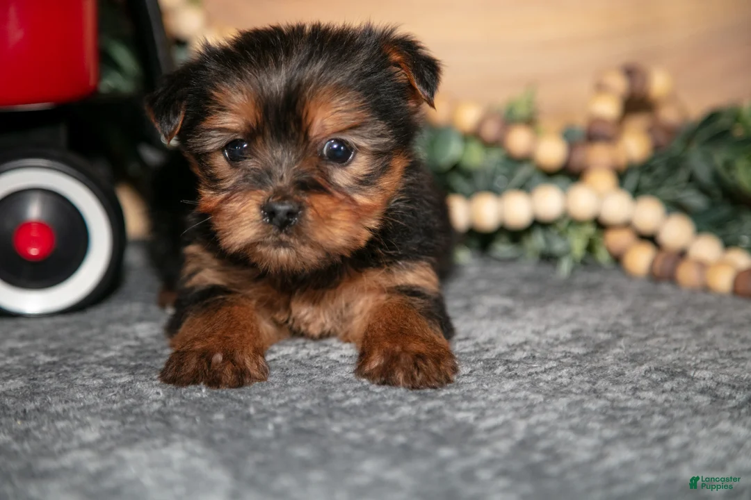 Yorkshire Terrier dogs for sale: Poppy - Ad 3