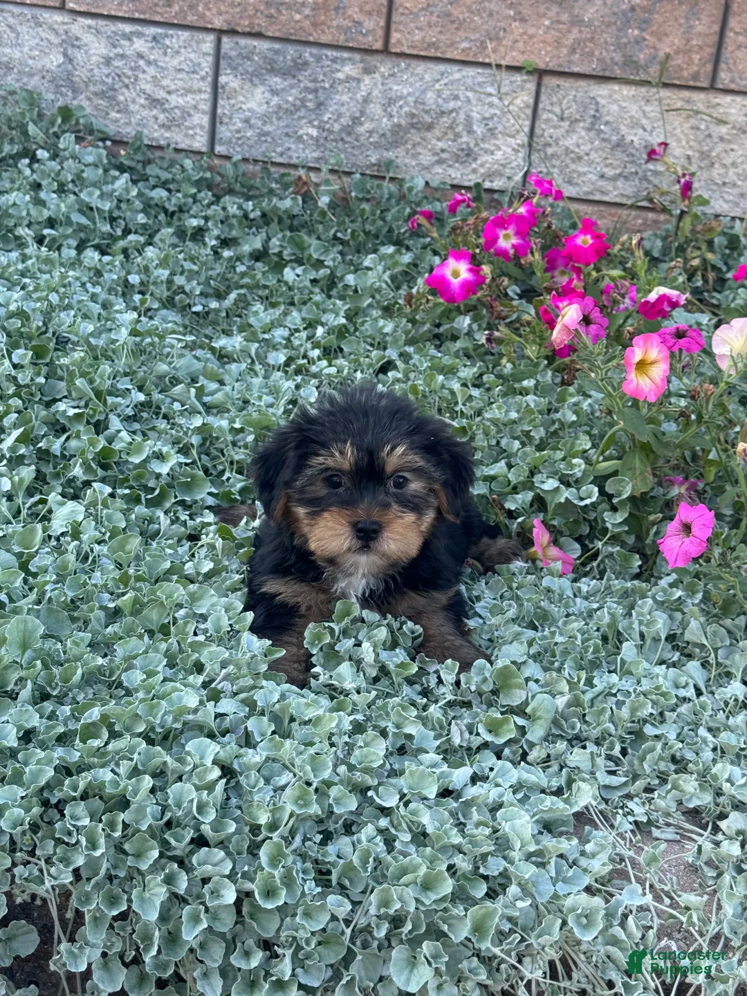 Shorkie dogs for sale: Anna - Ad 2