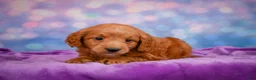 Mini Goldendoodle dogs for sale: REX - Ad 12
