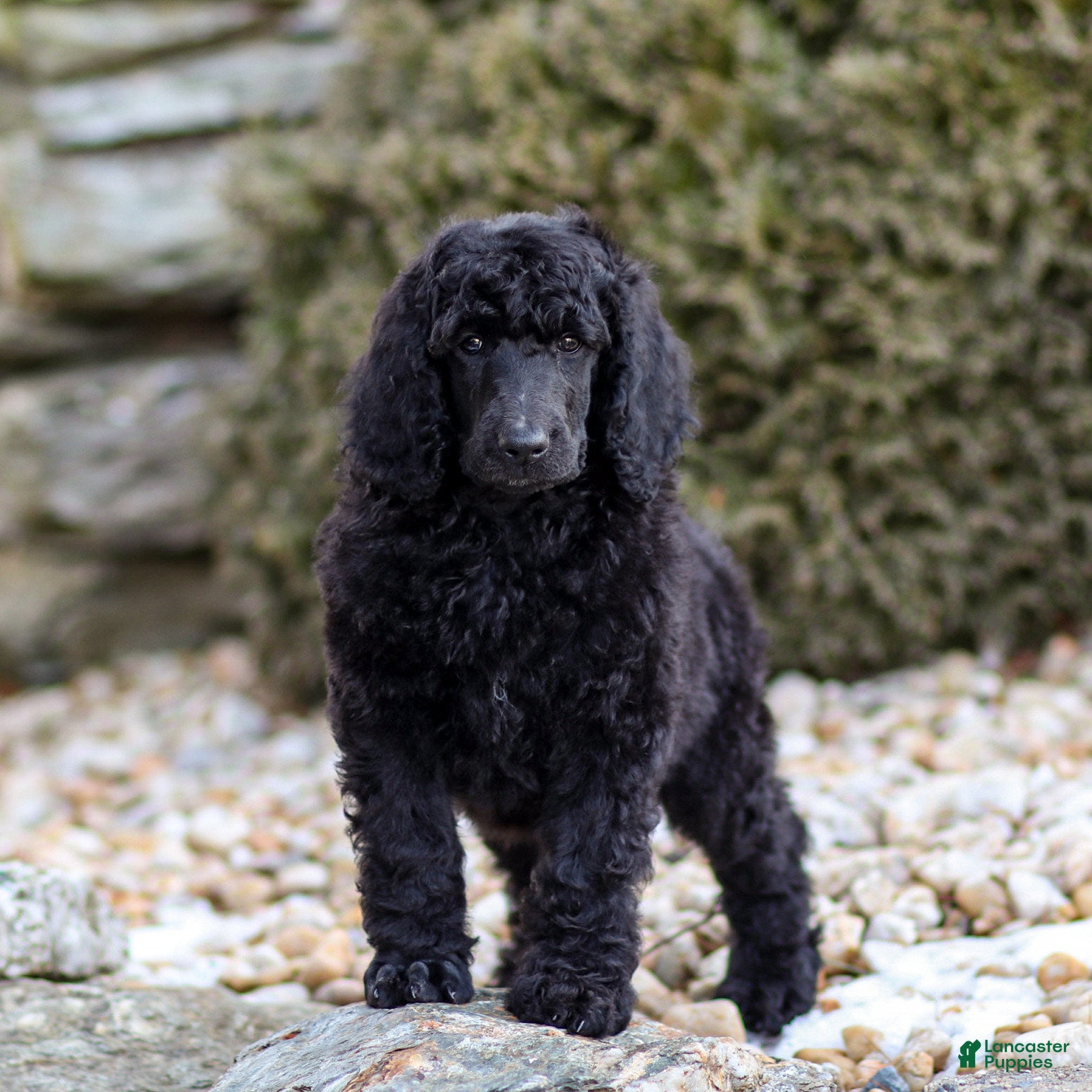 Standard Poodle dogs Diesel - Ad 1