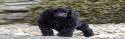 Standard Poodle dogs for sale: Diesel - Ad 1
