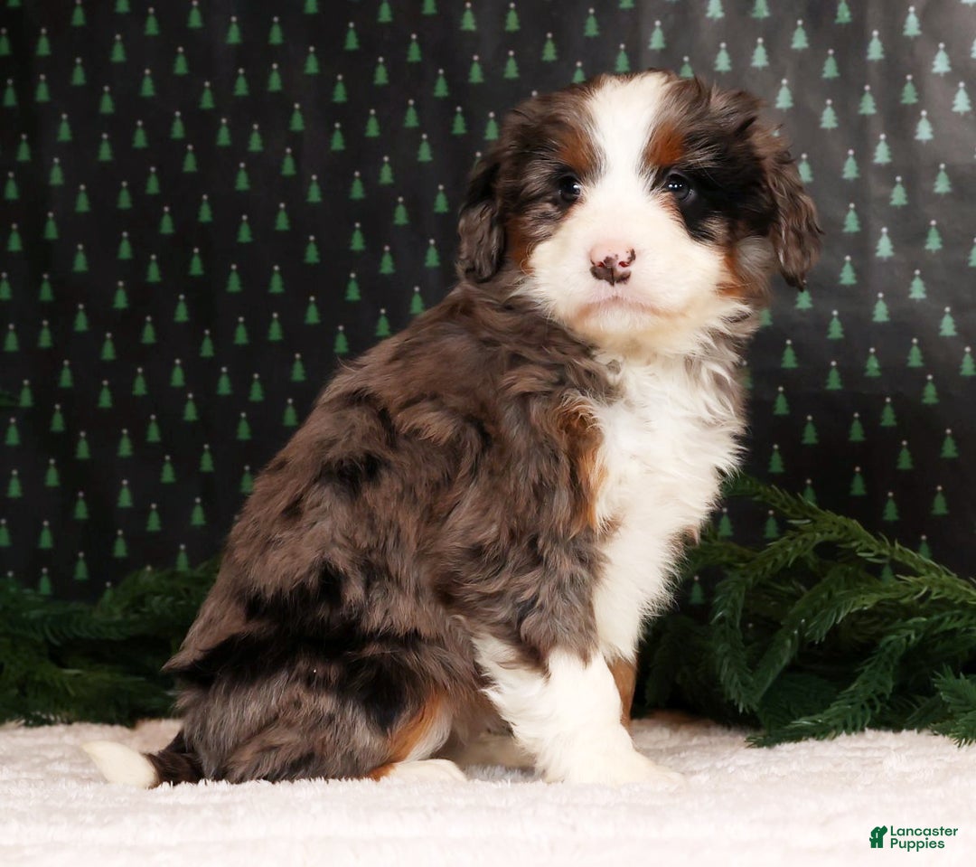 Mini Bernedoodle dogs for sale: Noel - Ad 2