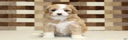 Mixed Breed dogs for sale: Mixed Breed 4 - Ad 2