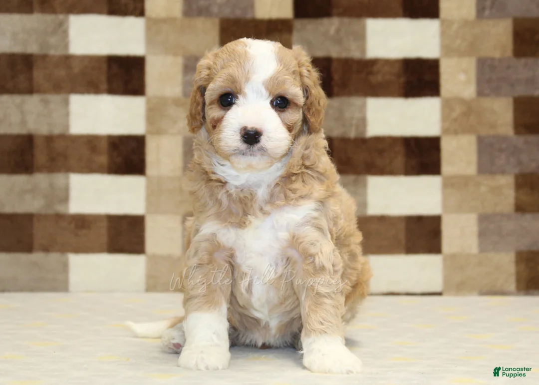 Mixed Breed dogs for sale: Mixed Breed 4 - Ad 2