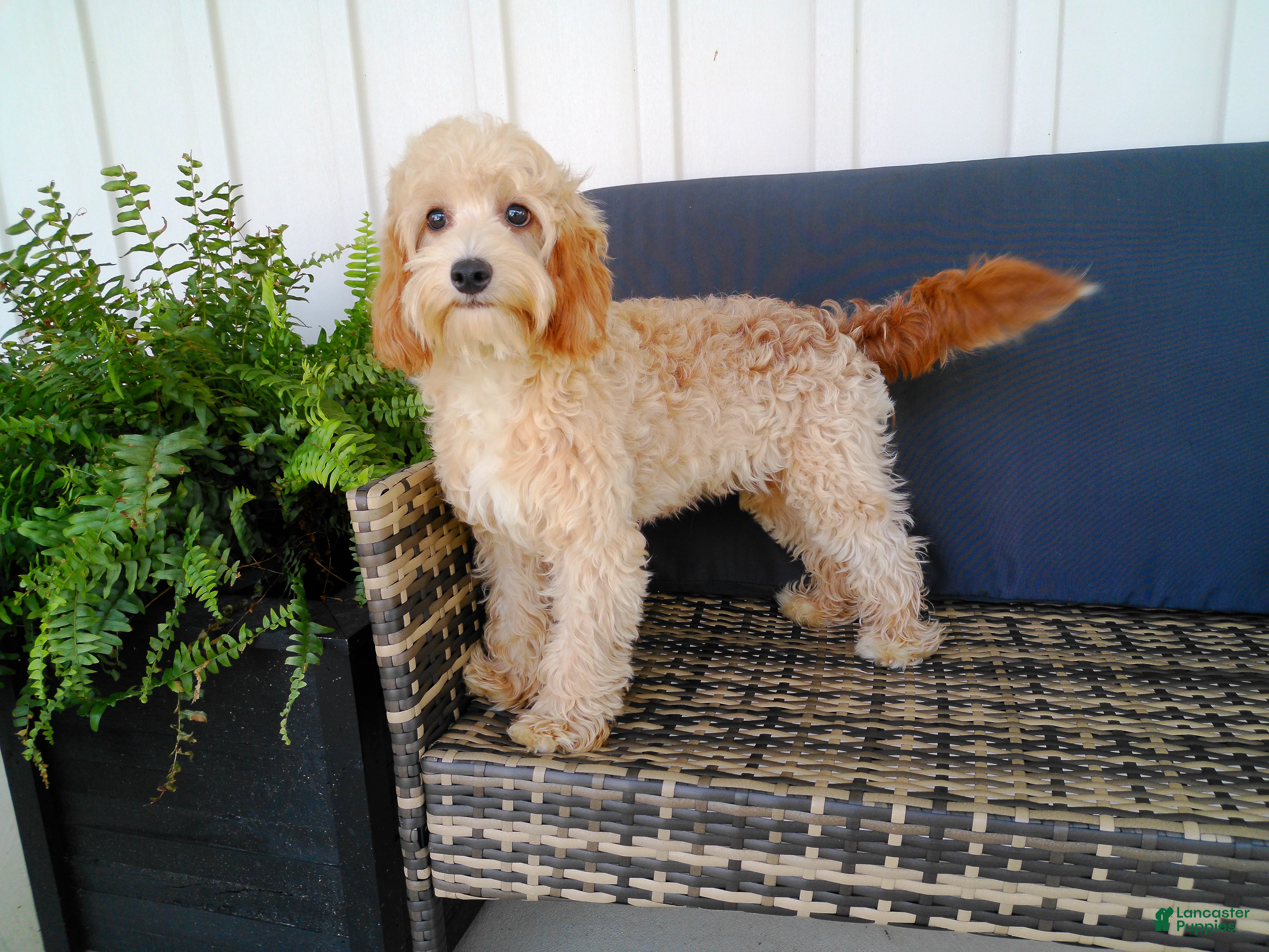 Cavapoo dogs Paisley - Ad 1