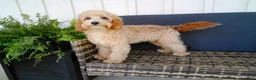Cavapoo dogs for sale: Paisley - Ad 1