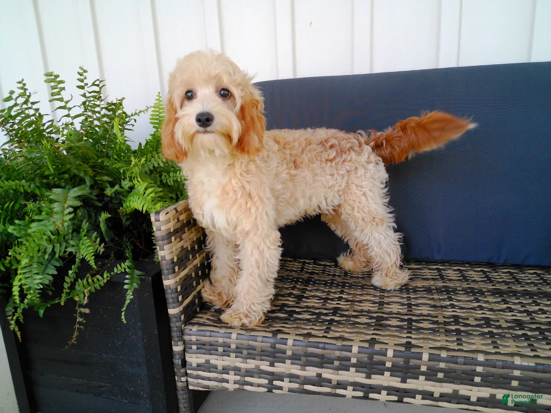 Cavapoo dogs for sale: Paisley - Ad 1