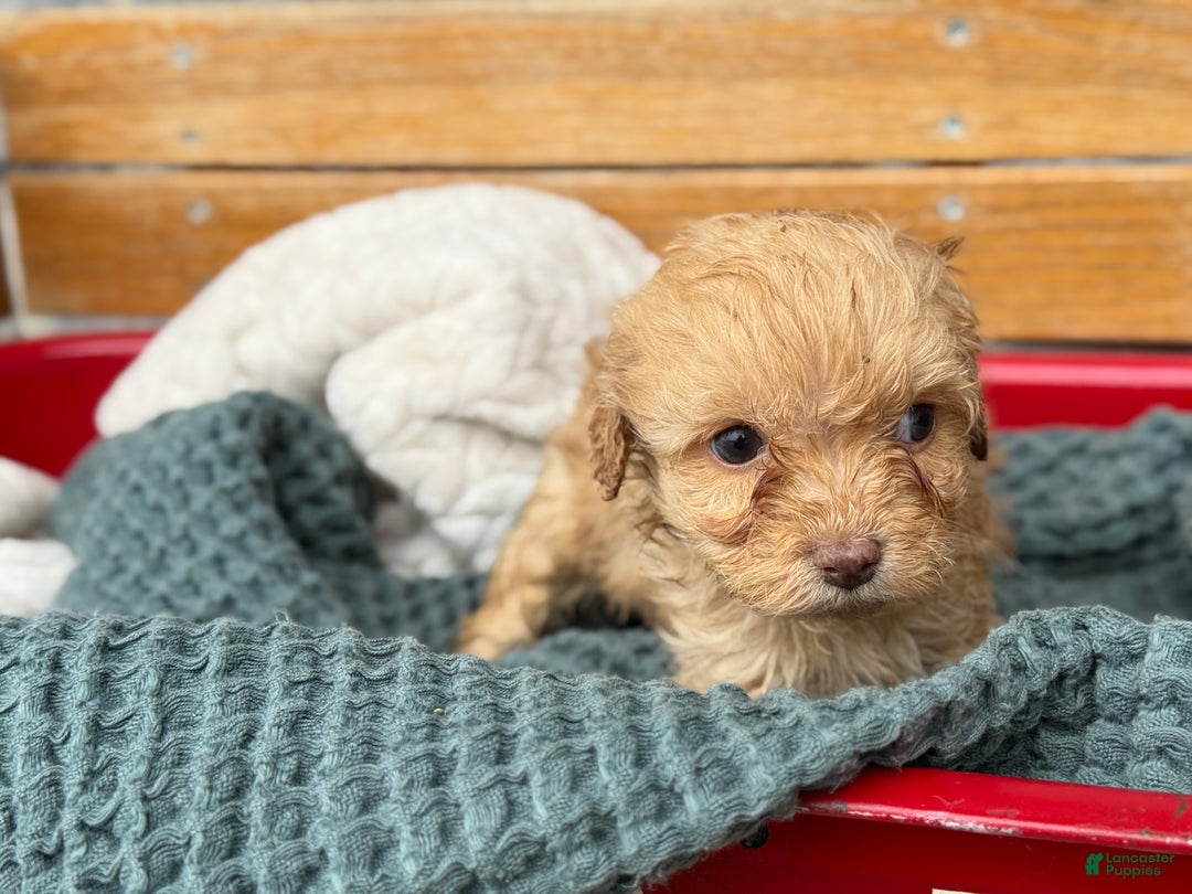Cavapoo dogs for sale: Avalon - Ad 5