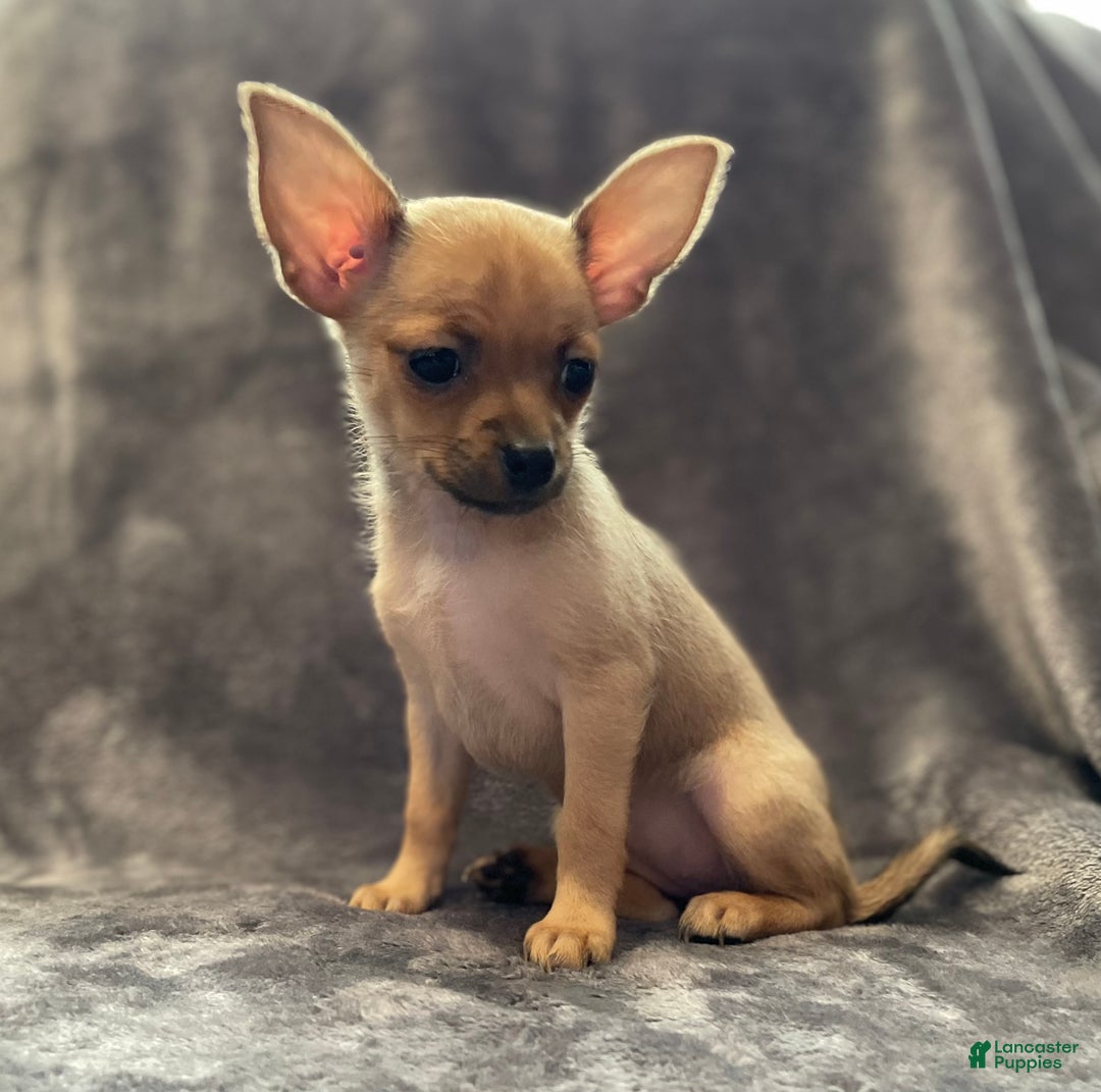 Pomchi dogs for sale: Crush - Ad 2