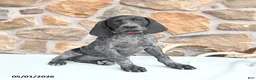 German Shorthaired Pointer dogs for sale: Dotty - Ad 2