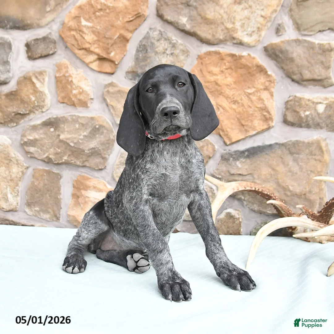 German Shorthaired Pointer dogs for sale: Dotty - Ad 2