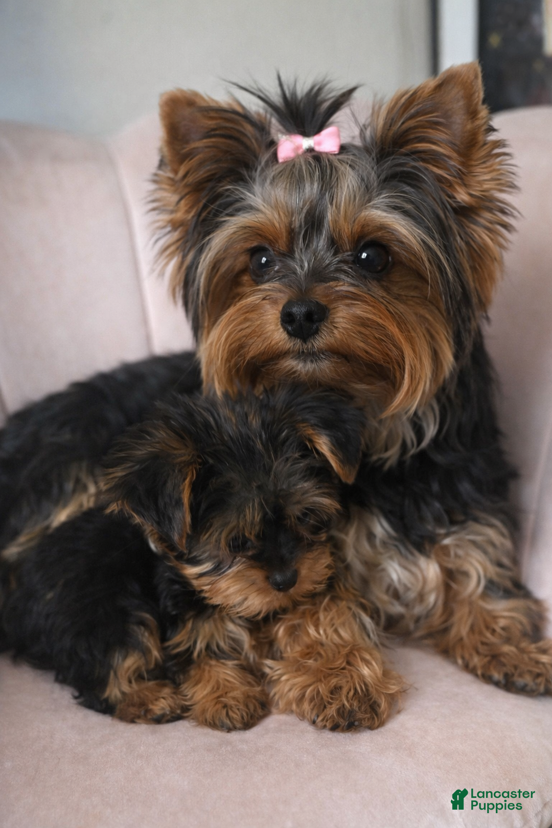 Yorkshire Terrier dogs for sale: 🐾 Puppy #3 – Emma (Female) - Ad 4
