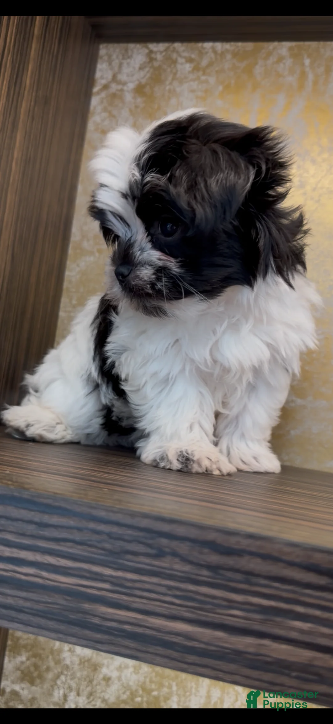 Morkie dogs for sale: Duke  - Ad 2