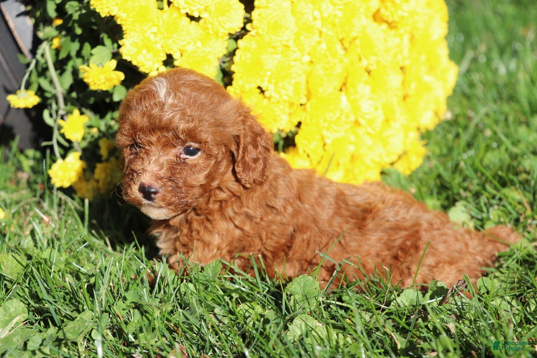 Miniature Poodle dogs for sale: Arnie  - Ad 5
