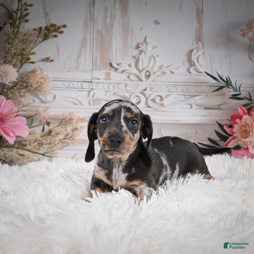 Miniature Dachshund dogs for sale: Phoenix-AKC - Ad 2