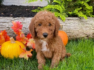 Cavapoo dogs - Ad 13