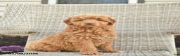 Mini Goldendoodle dogs for sale: Paris  - Ad 1