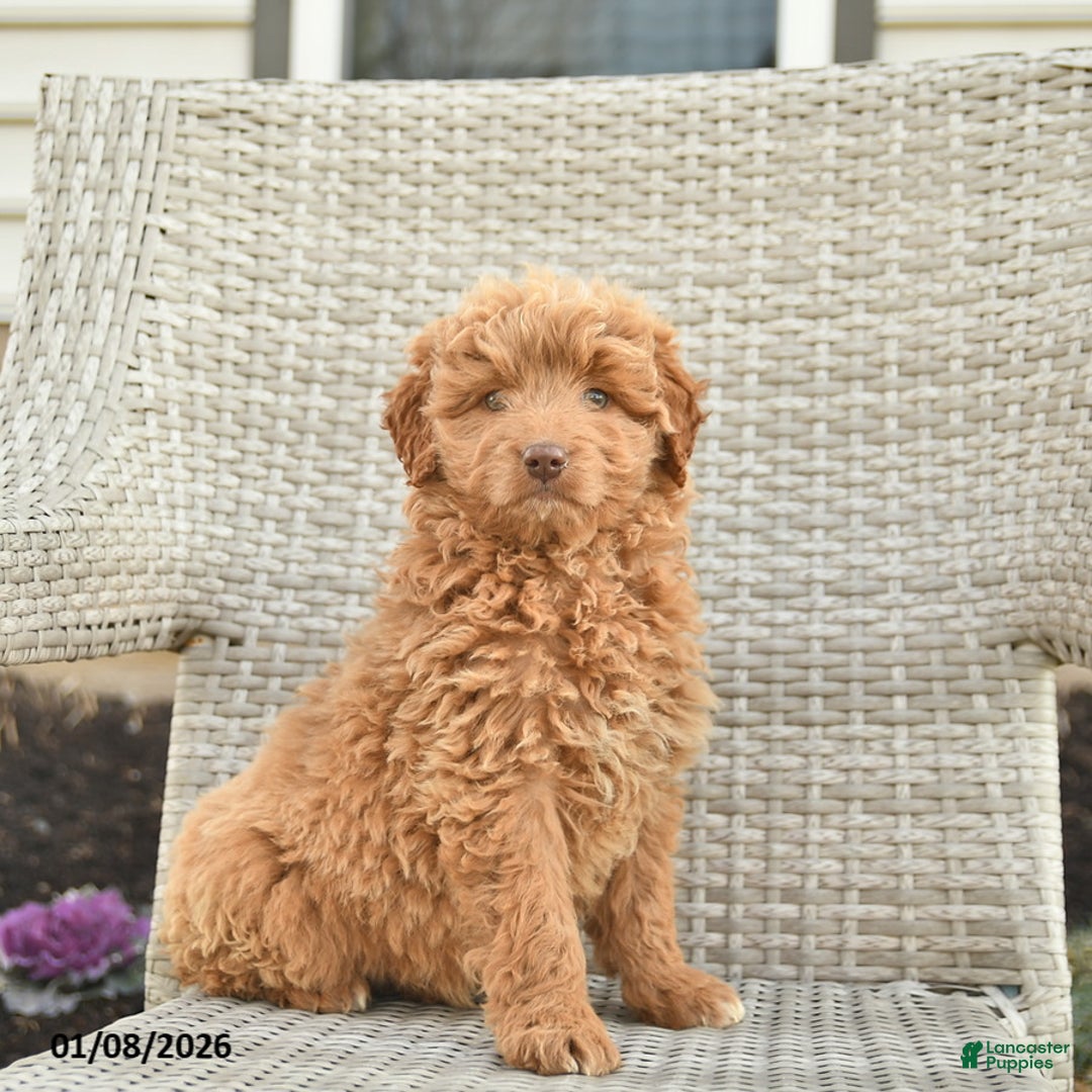 Mini Goldendoodle dogs for sale: Paris  - Ad 1