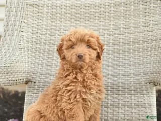 Mini Goldendoodle dogs Paris - Ad 15