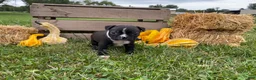 Boston Terrier dogs for sale: Glacier - Ad 3