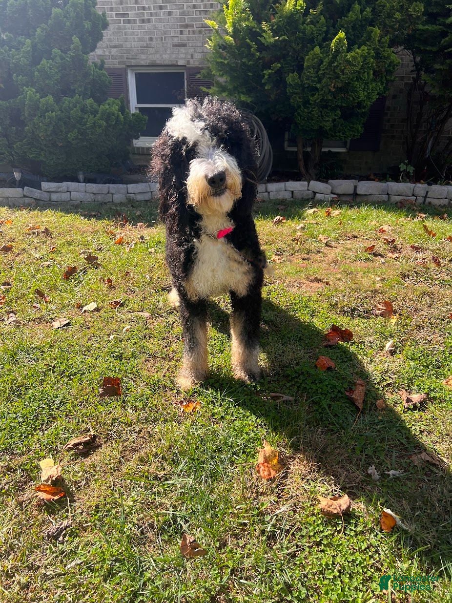 Bernedoodle dogs Male #2 - Ad 2