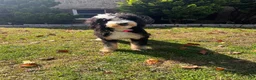 Bernedoodle dogs for sale: Male #1 - Ad 2