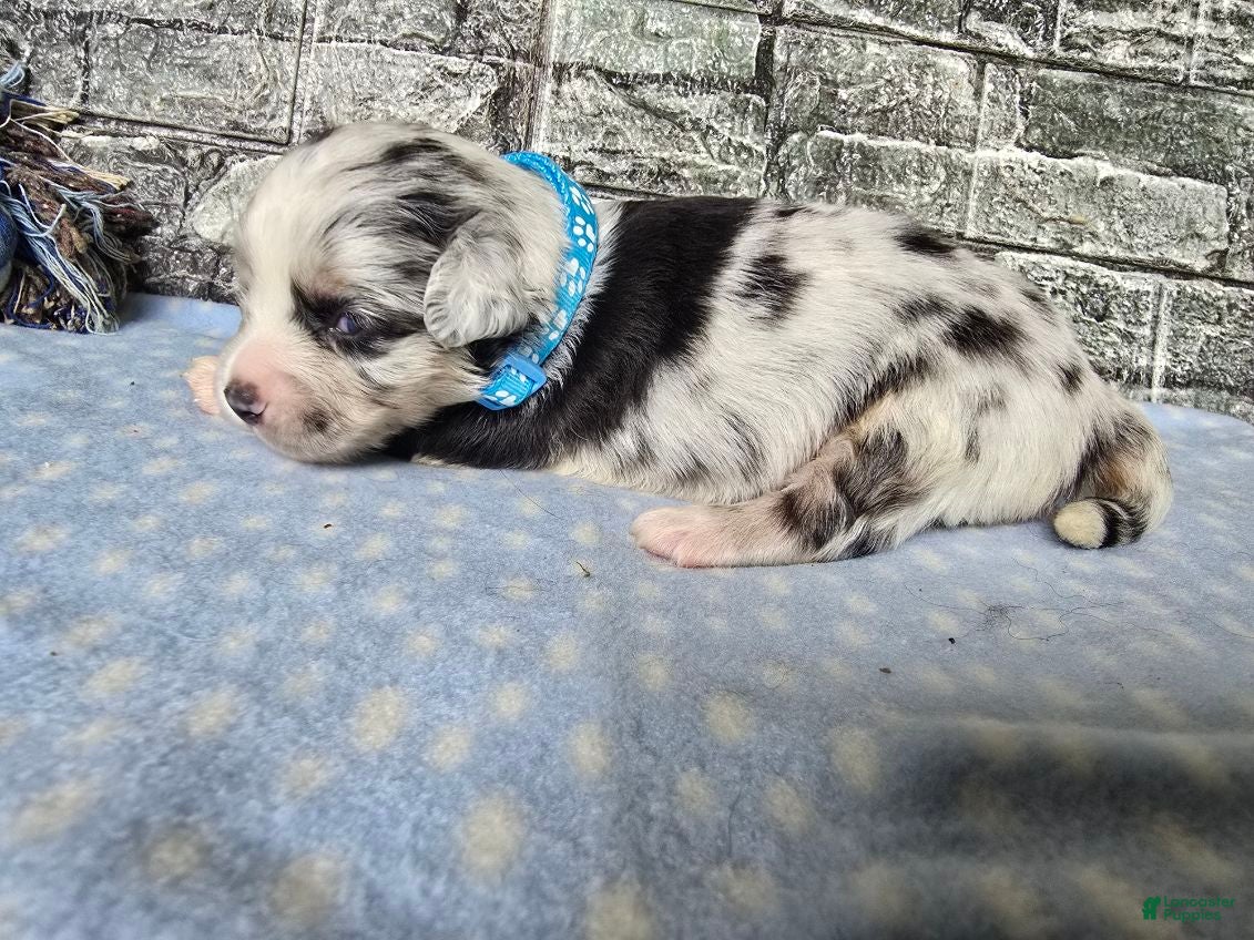 Toy Australian Shepherd dogs Boy 3 - Ad 1