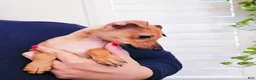 Italian Greyhound dogs for sale: Sebastian - Ad 7
