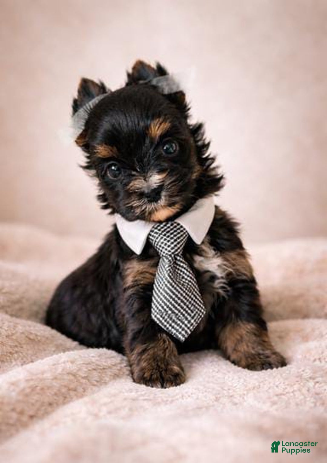 Yorkshire Terrier dogs for sale: Gucio - Ad 2