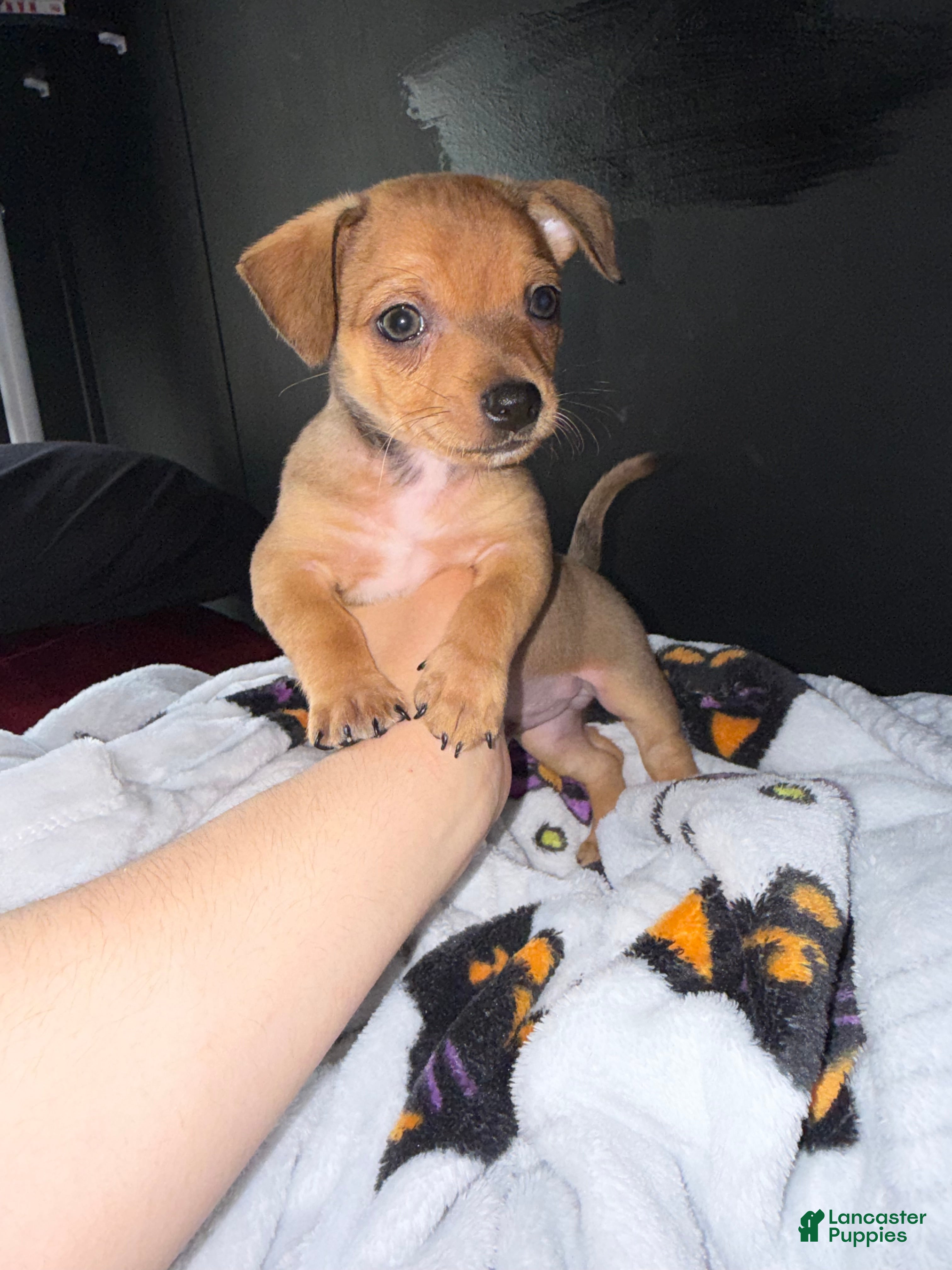 Mixed Breed dogs Chungus - Ad 26
