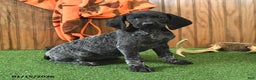 German Shorthaired Pointer dogs for sale: Cuddles - Ad 1