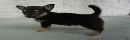 Chihuahua dogs for sale: lilac - Ad 1