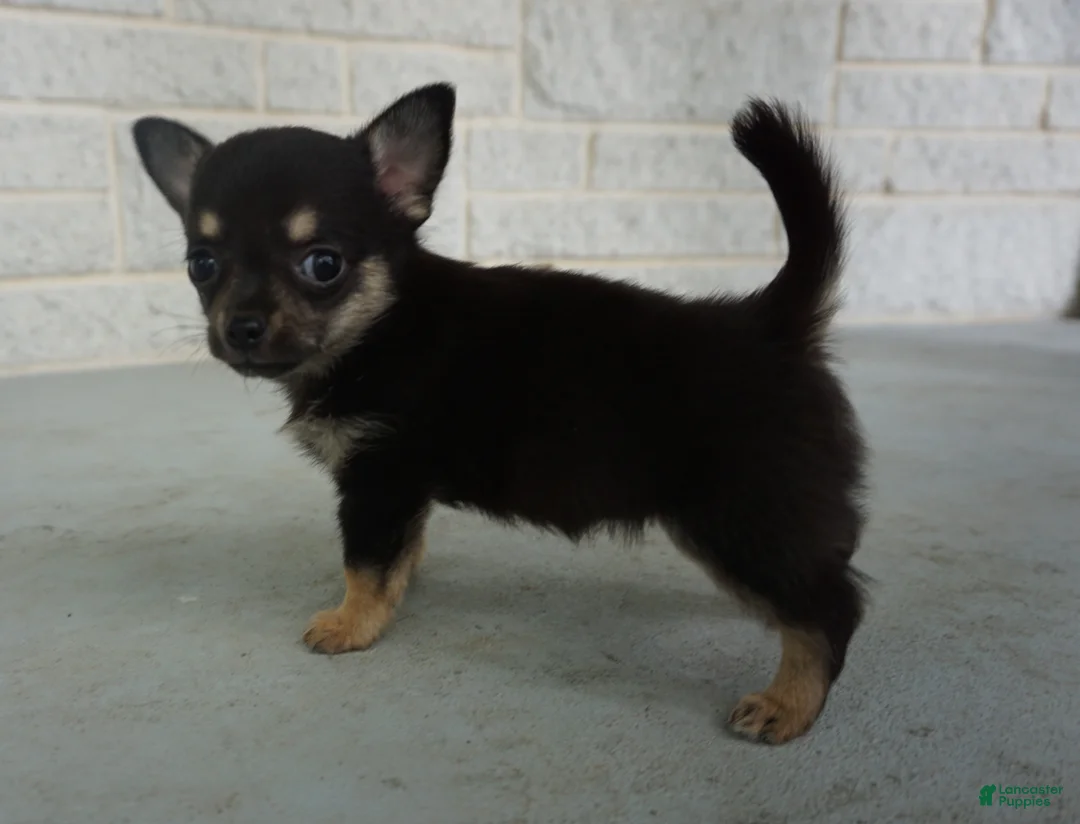 Chihuahua dogs for sale: lilac - Ad 1