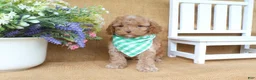 Cavapoo dogs for sale: Rowan - Ad 2