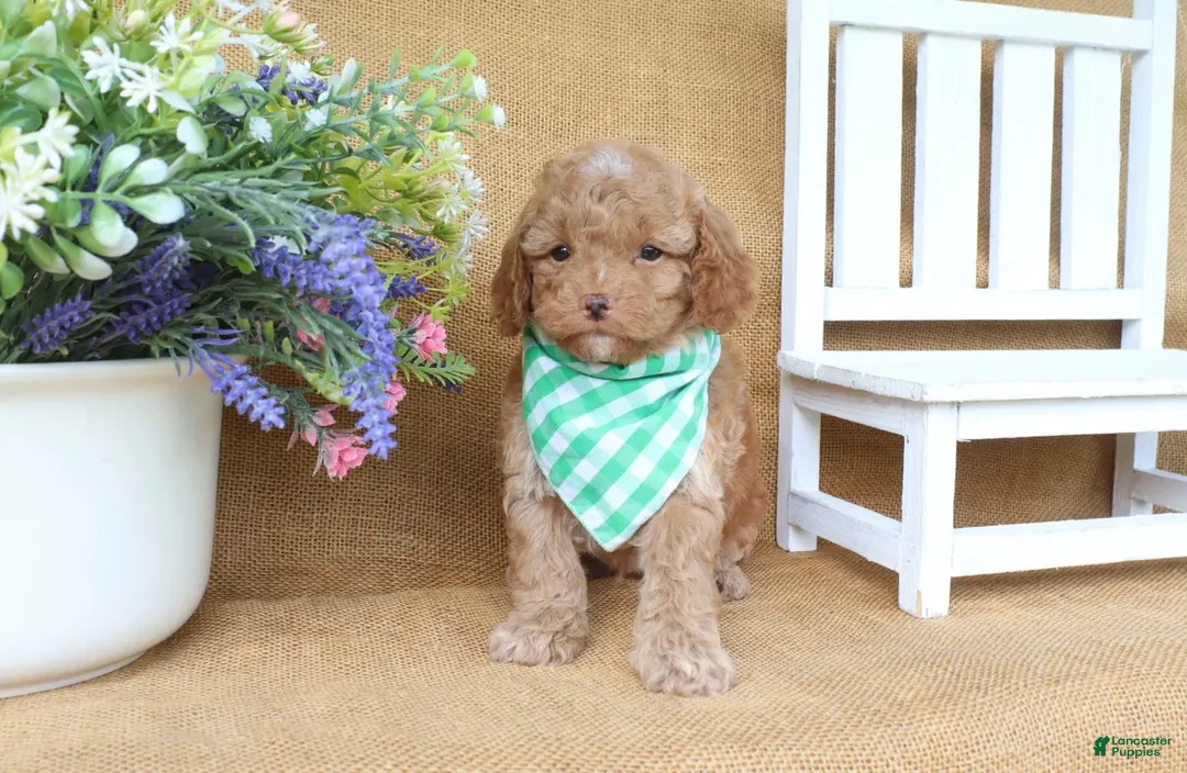 Cavapoo dogs for sale: Rowan - Ad 2