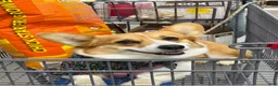 Welsh Corgi Pembroke dogs for sale: Ninny  - Ad 14
