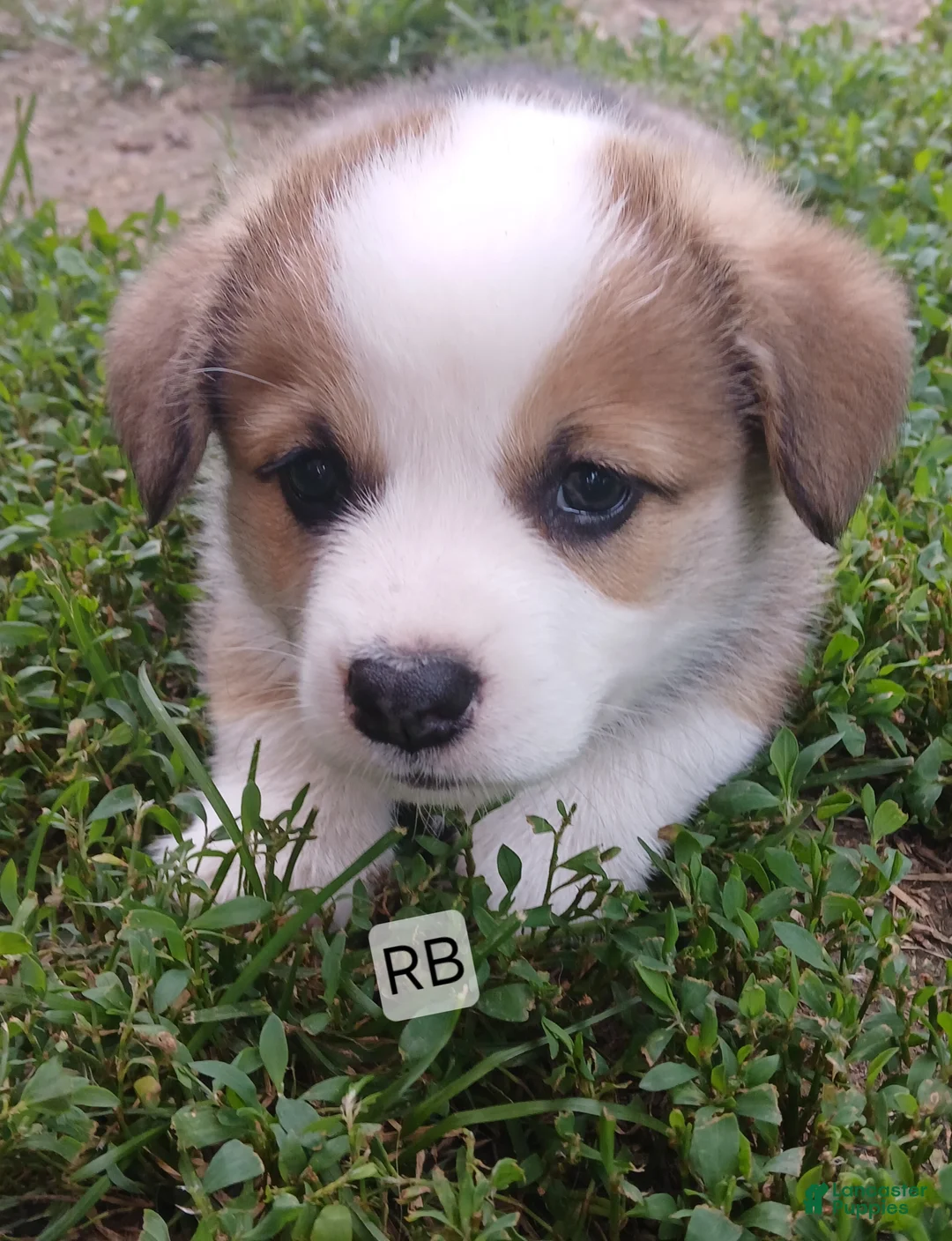Welsh Corgi Pembroke dogs for sale: HANK - Ad 1
