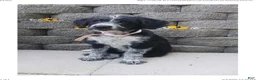 Mixed Breed dogs for sale: Mabel - Ad 9