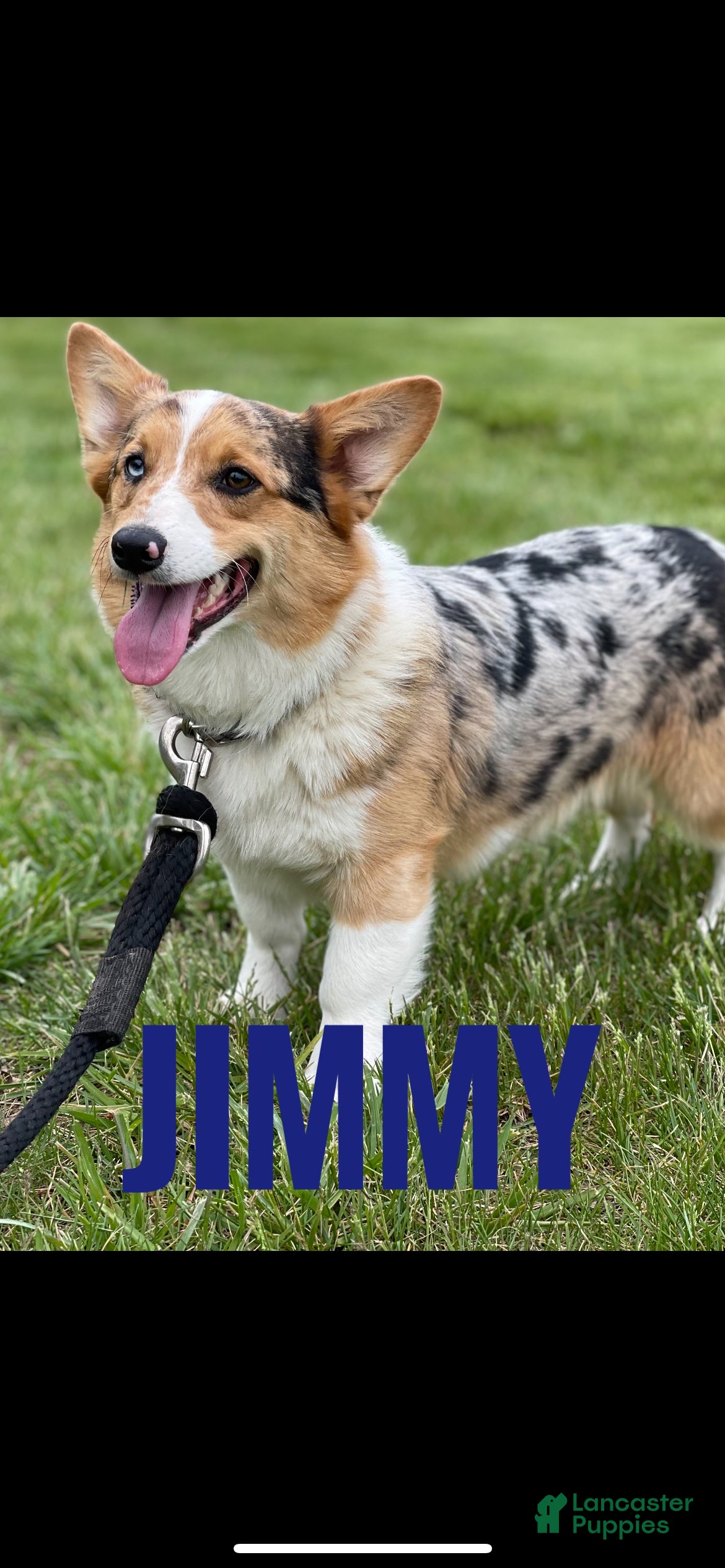 American Corgi dogs American Corgi Puppy 2 - Ad 6