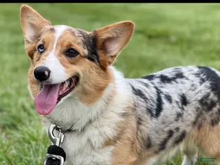 American Corgi dogs American Corgi Puppy 2 - Ad 6