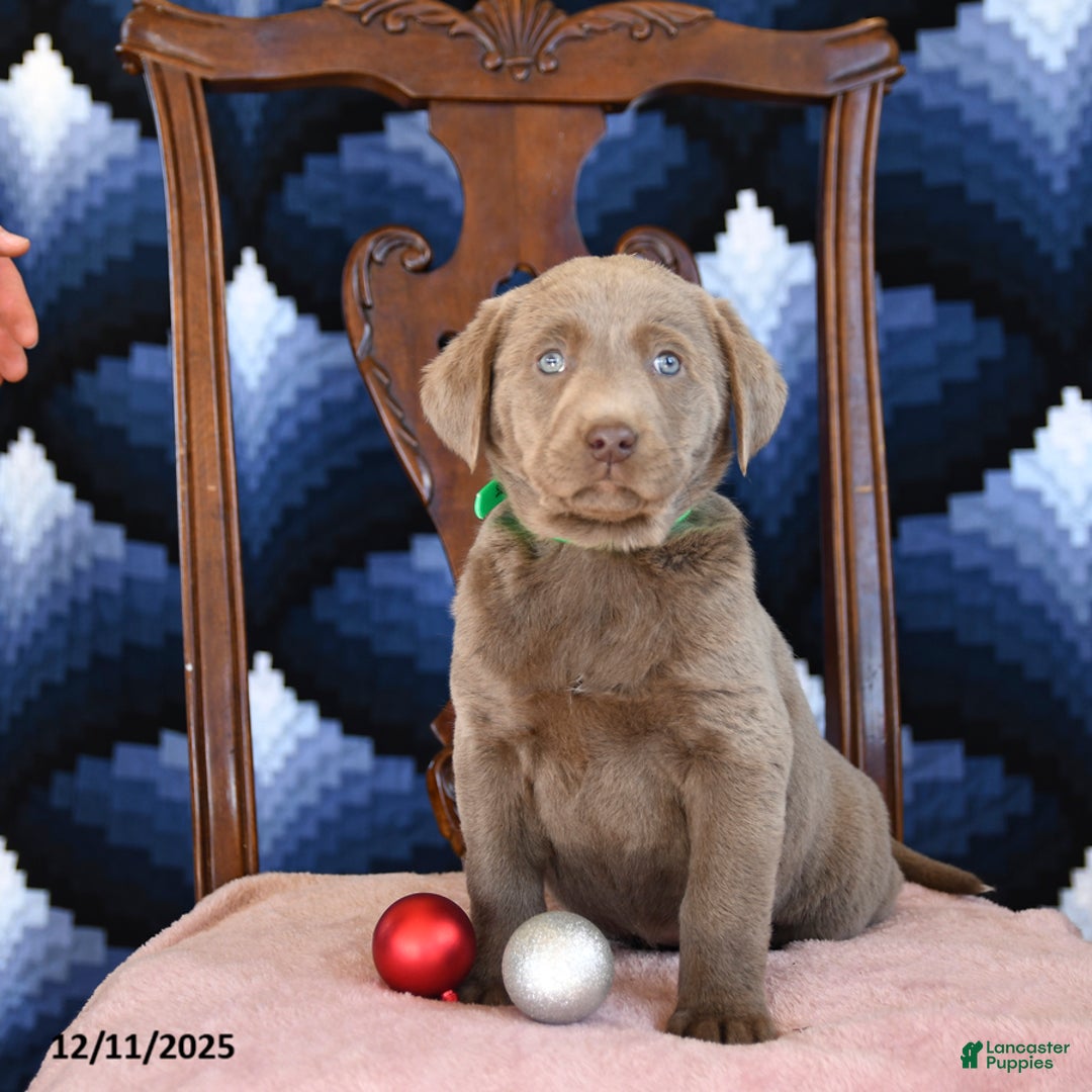 Labrador Retriever dogs for sale: Arie  - Ad 2