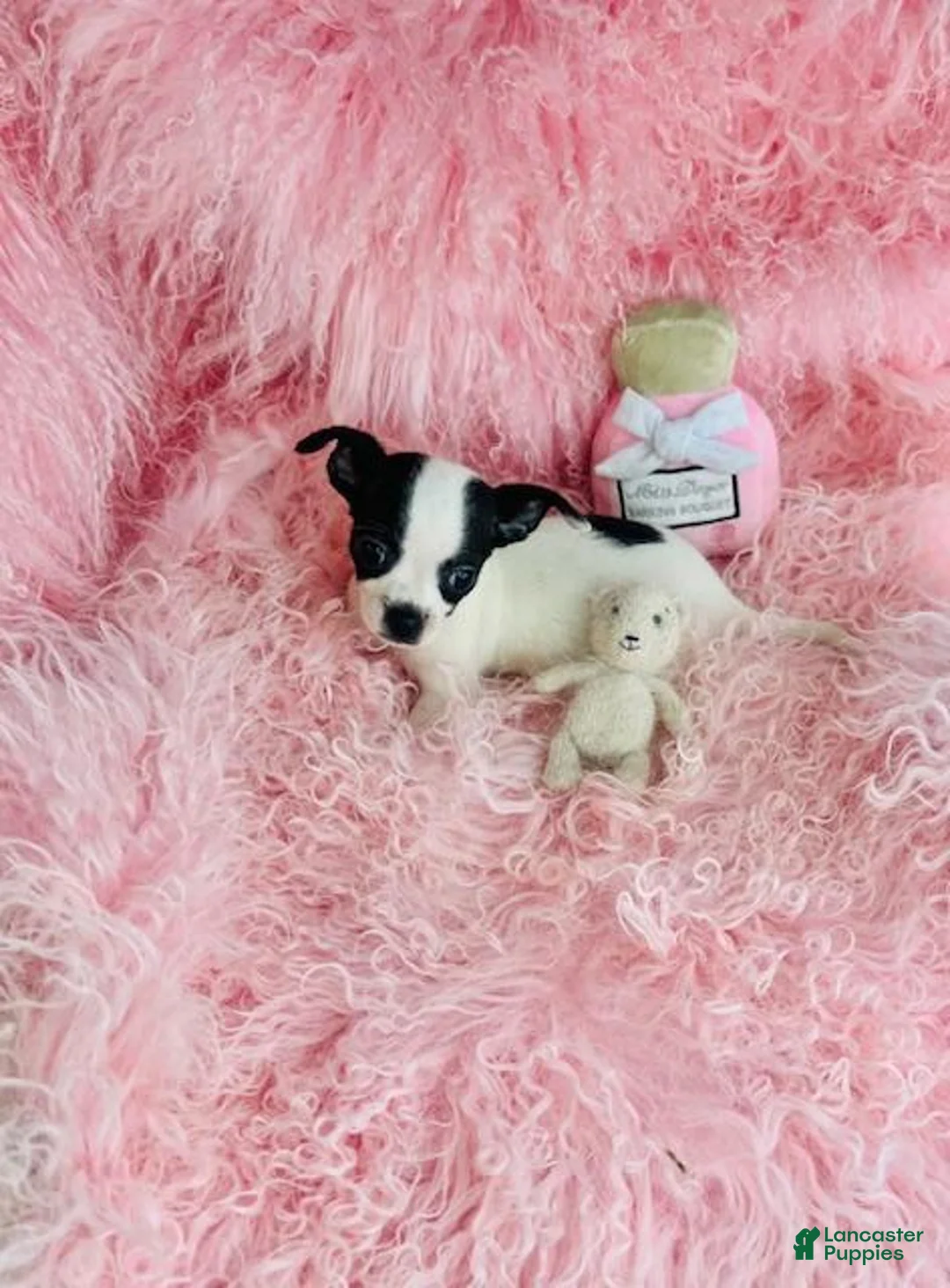 Chihuahua dogs for sale: Chihuahua 2 - Ad 4