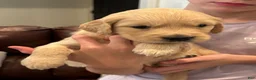 Golden Retriever dogs for sale: Golden Retriever 5 - Ad 11