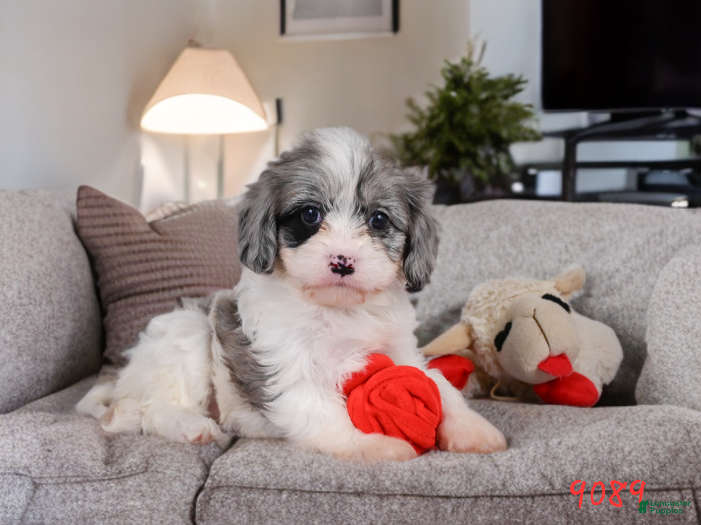 Cavapoo dogs Ruby - Ad 1
