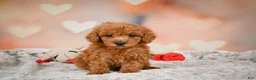Toy Poodle dogs for sale: Alice - Ad 10
