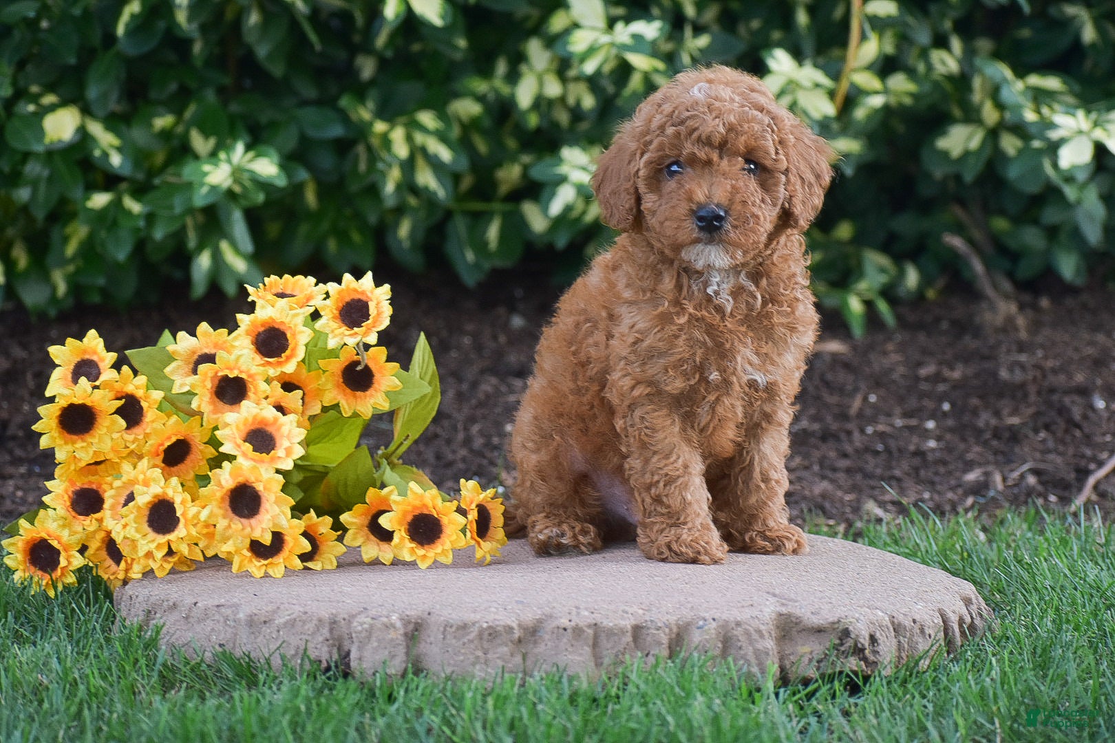 Toy Poodle dogs Preston - Ad 2