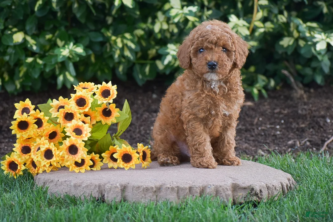 Toy Poodle dogs for sale: Preston - Ad 2