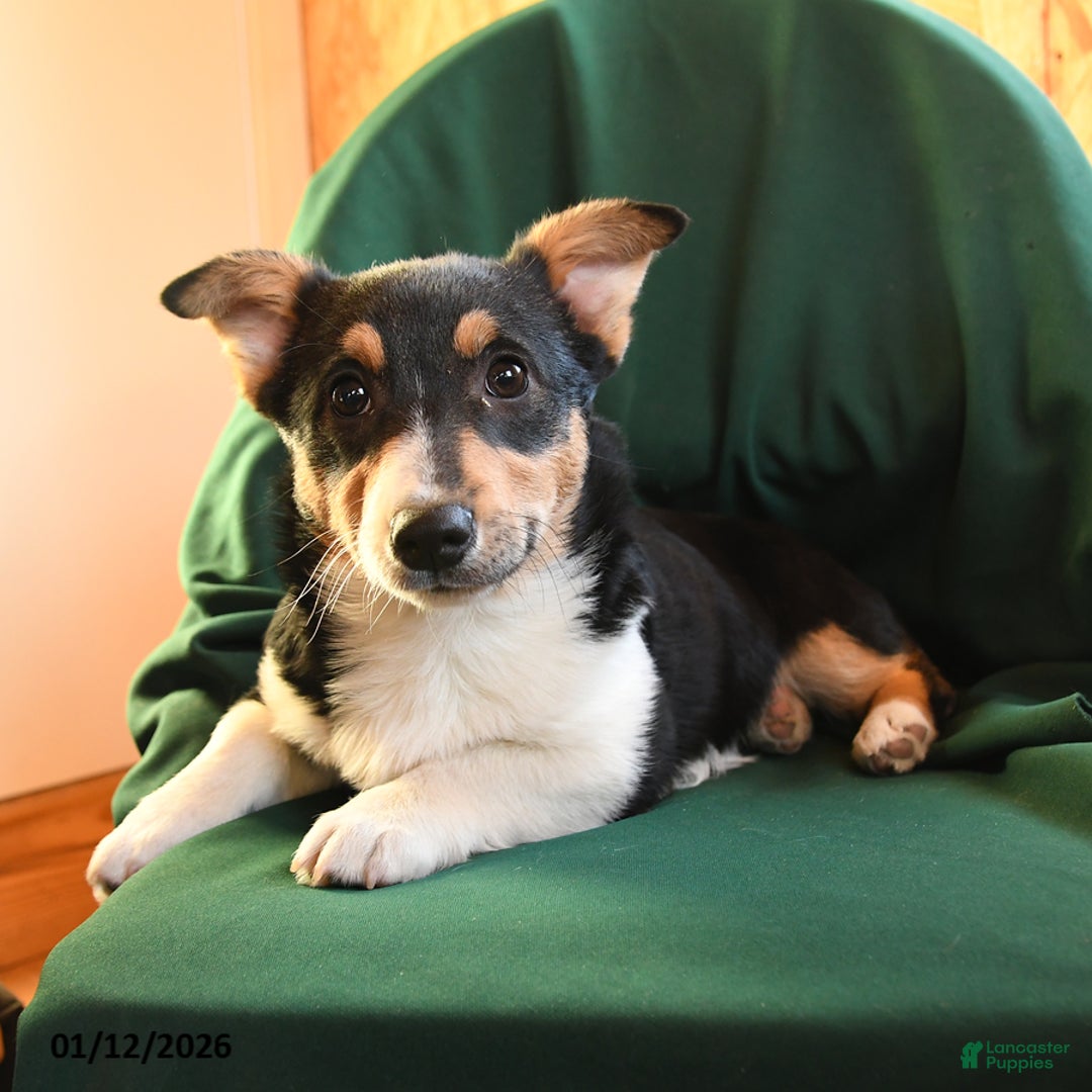 Welsh Corgi Pembroke dogs for sale: Kenya - Ad 2