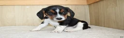 Beagle dogs for sale: Vinson - Ad 2